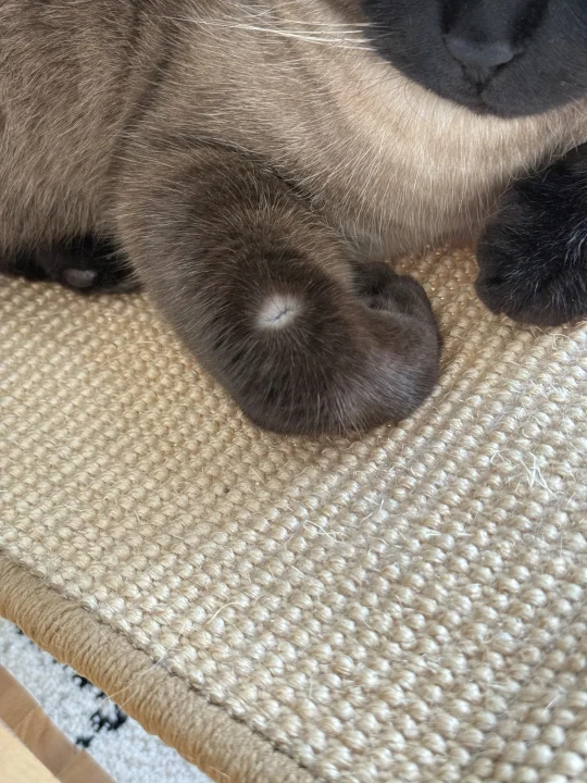 小猫漏了才发现原来宝宝是白猫