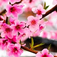 上联：推窗又见桃花雨，诚邀下联倚槛忽闻燕语声