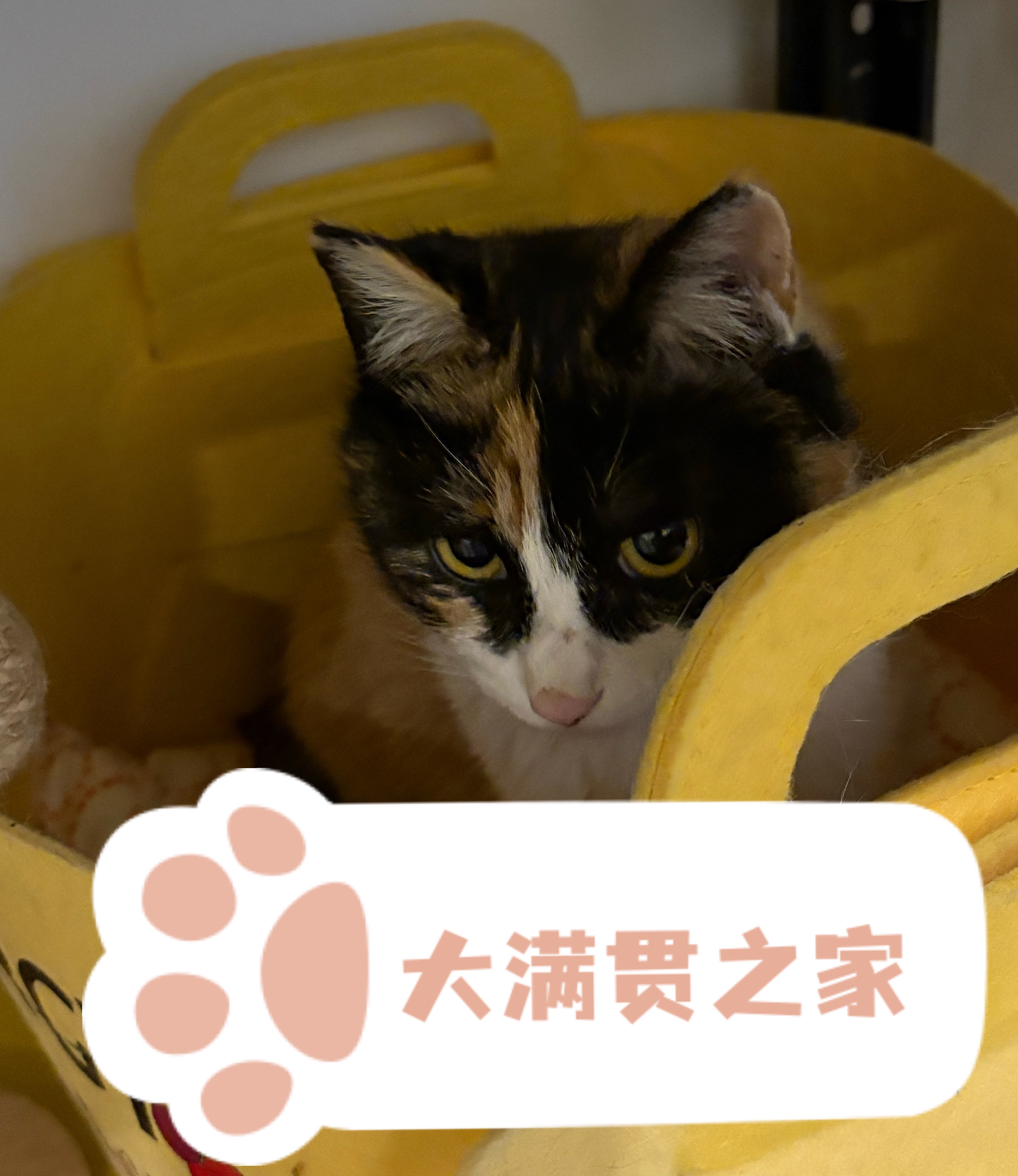 明天我要给我家猫咪的集体宿舍挂个牌子——大满贯之家。偷梁换柱的“大满贯”，谁不会