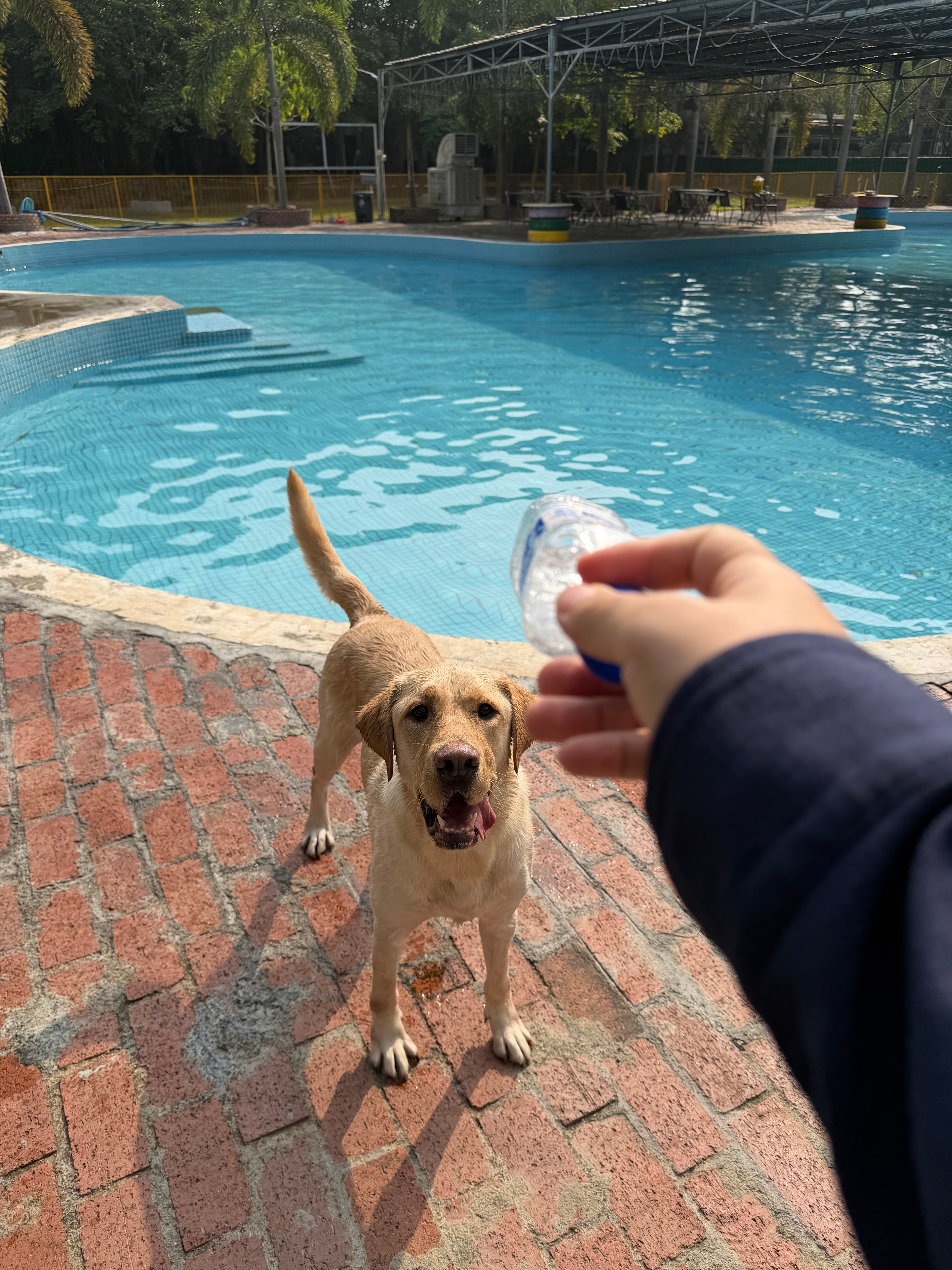 早大家新年快乐今儿来接旺仔回家，开心的疯狂菲律宾跳水遇水则发也祝大家2026发发