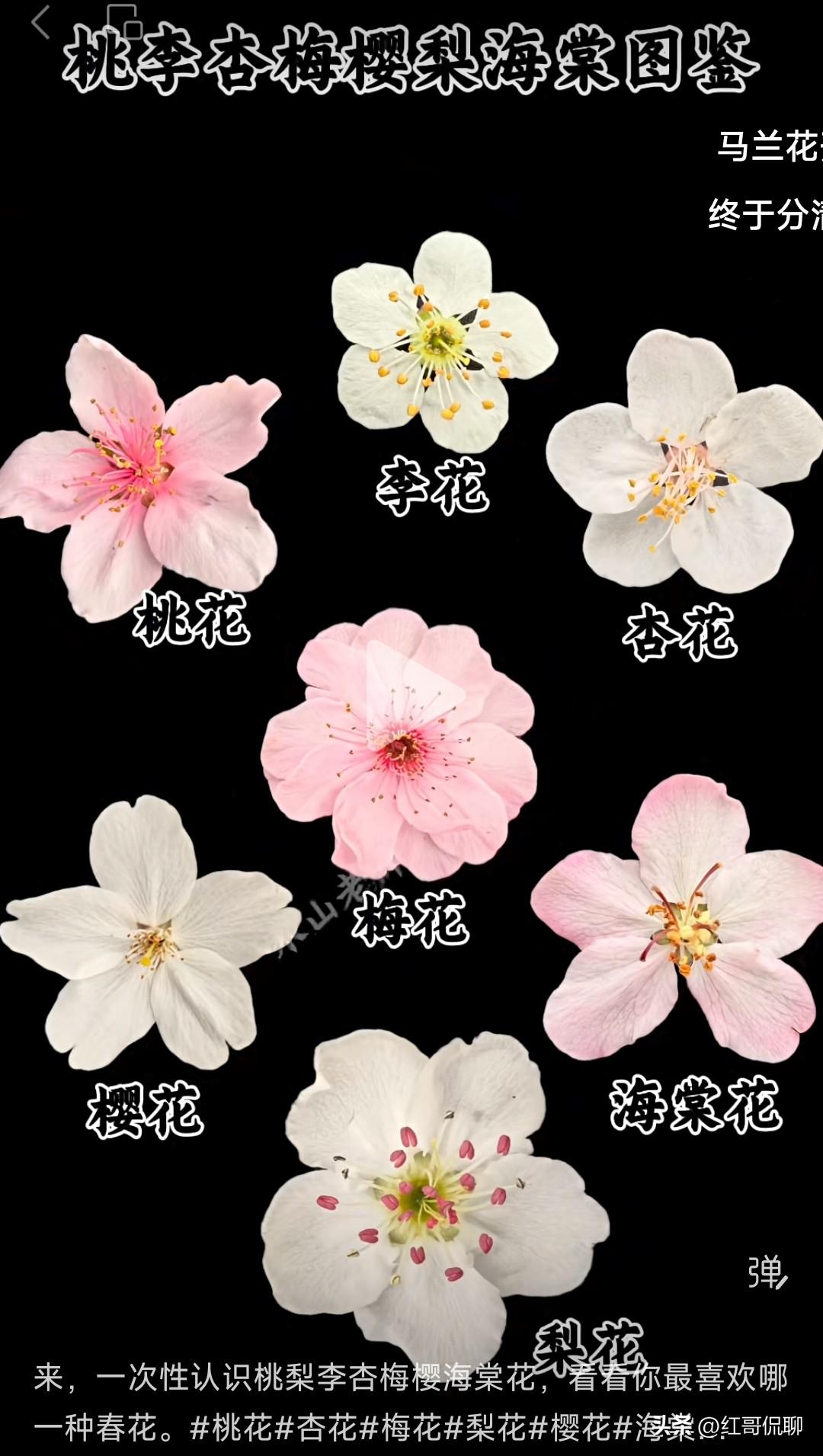 正是春花正好时，很多人看花不识名，这位博主挺用心，学学，做到看花知花，心中有数。
