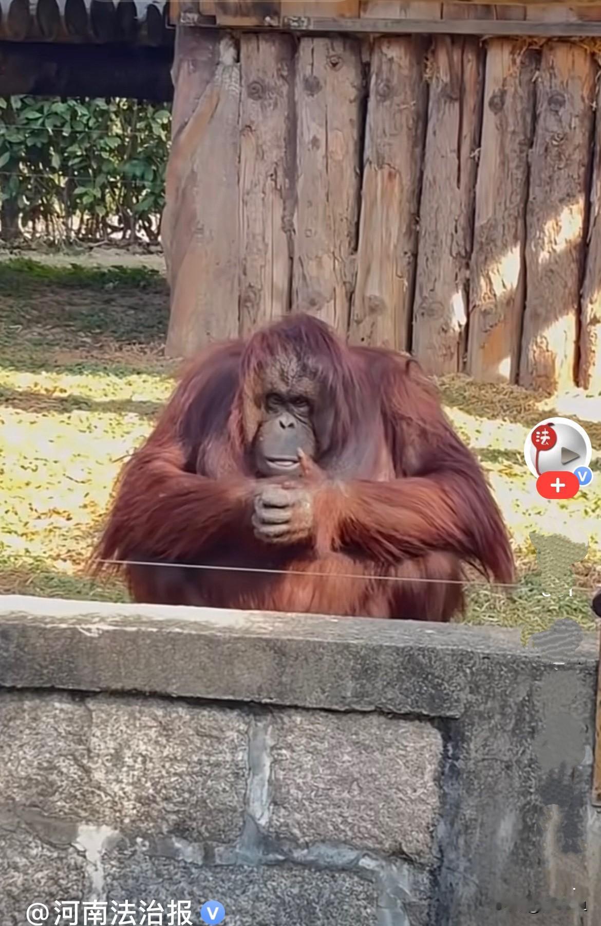 近日，上海一动物园红毛猩猩吸引了大量游客，它单手一抬都不用现看，就完美接住游客投