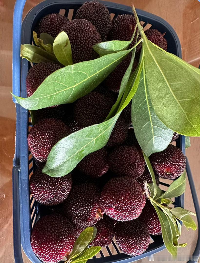 所以只能自己去梅园现摘杨梅了嘛不过我莫名自信，泡了药水的杨梅我是能尝出来的。比药