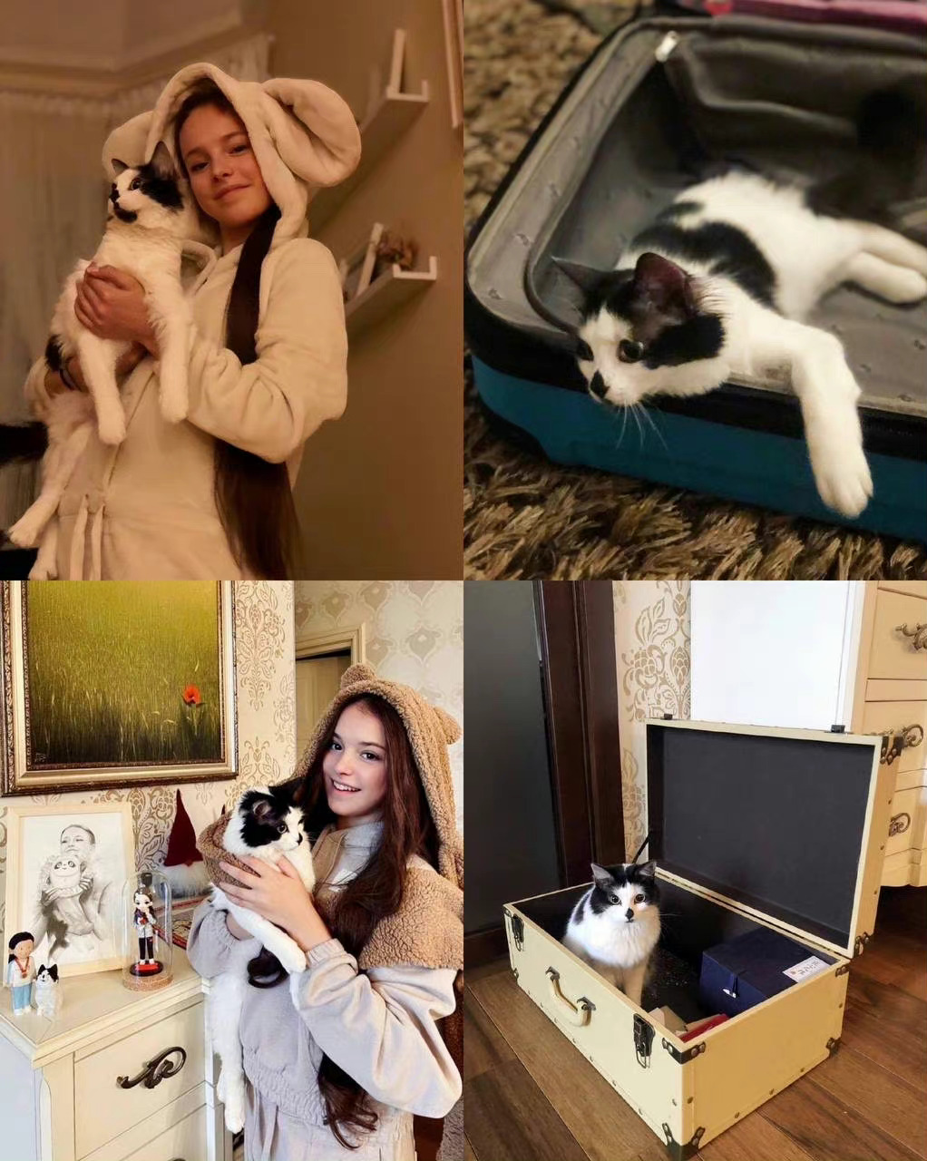 我女千金的猫，马飞猪还没有秃
