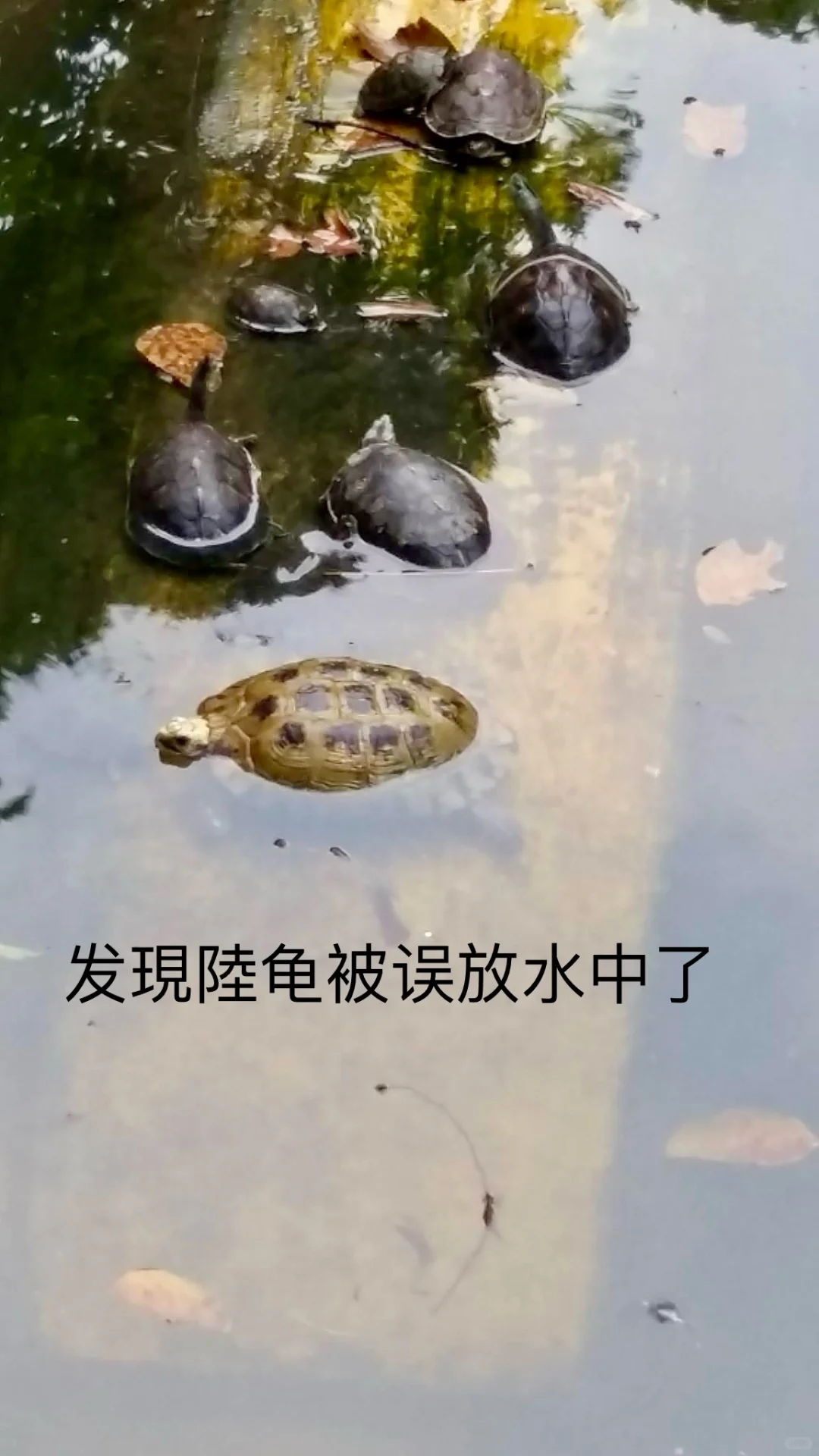 放生都需要知识，不止慈悲