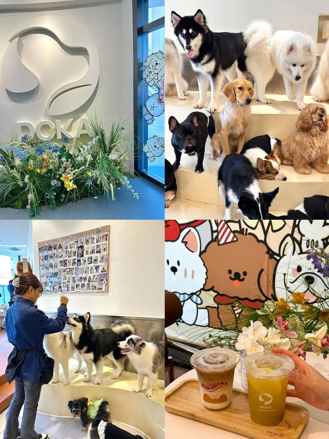 大学城这家狗咖也太太太治愈了吧❤️‍🩹