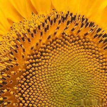 种植 🌻向日葵的种植时间和种植向日葵的技巧（1）向日葵是夏季作物 其种植时间一