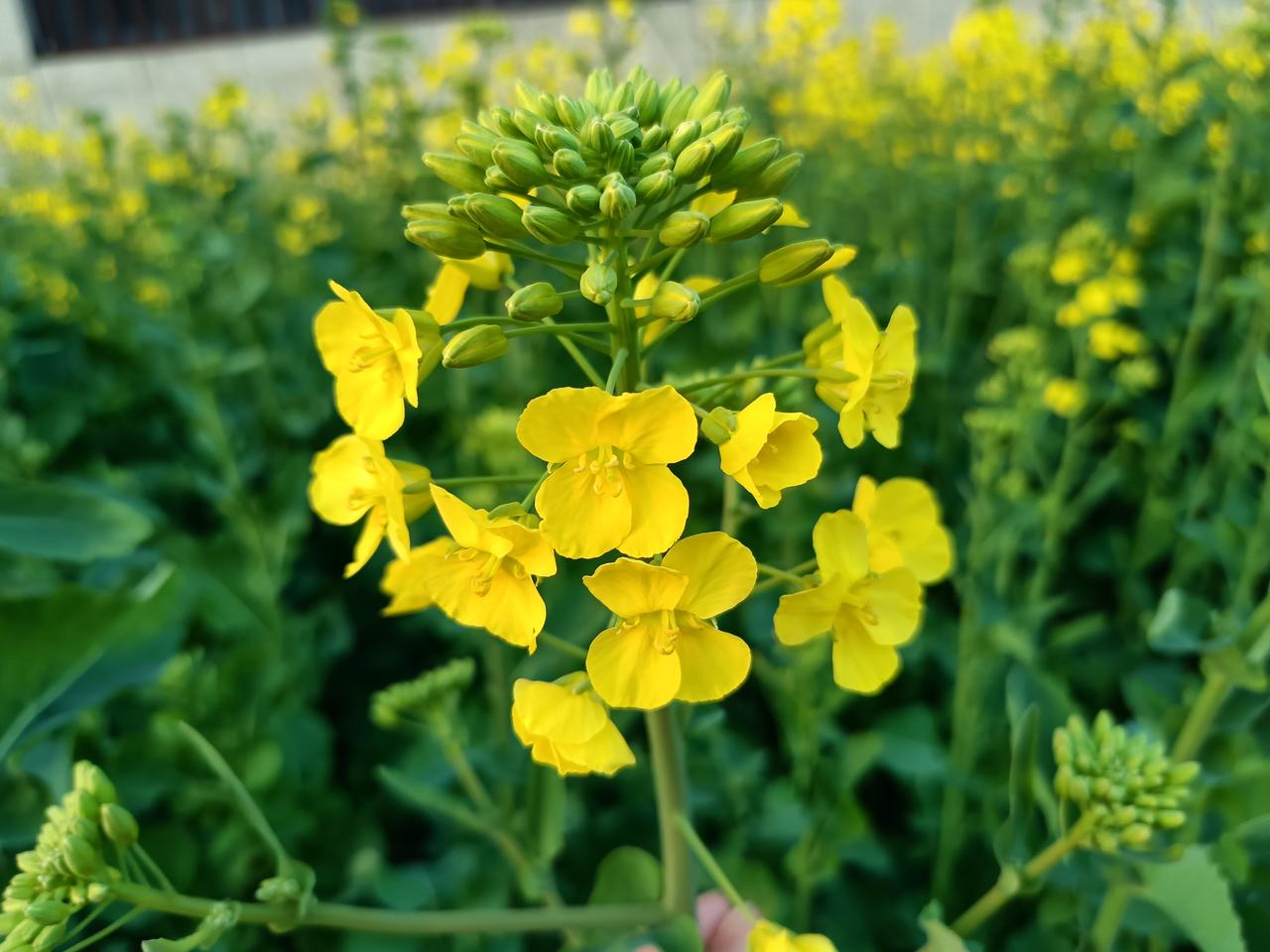 晒晒你相册里的油菜花吧我们这里的油菜早已经结角了，这是前段时间拍的油菜花，绿油油