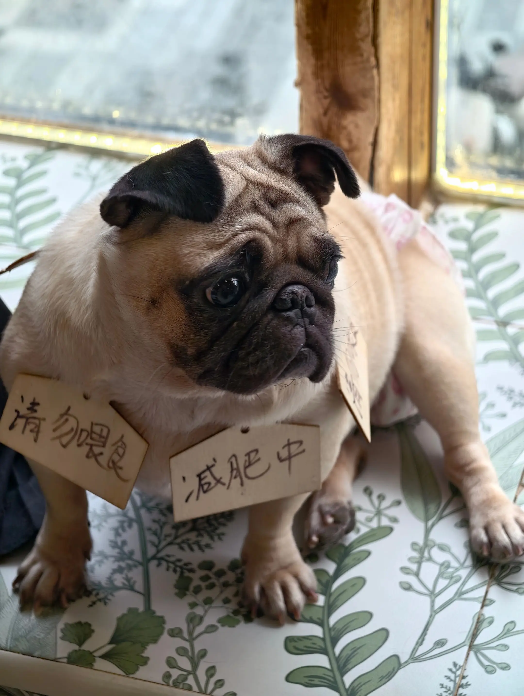 上班吧，就是猫猫狗狗也有班气啊。