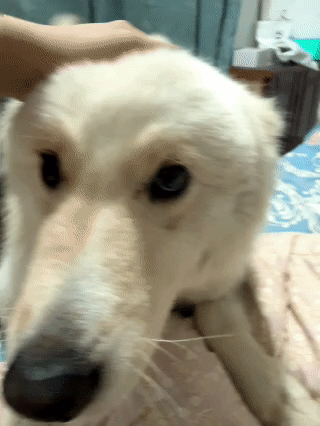 心灵丑的鬼迷日眼小狗 不摸摸就要被他嘤嘤 ​​​