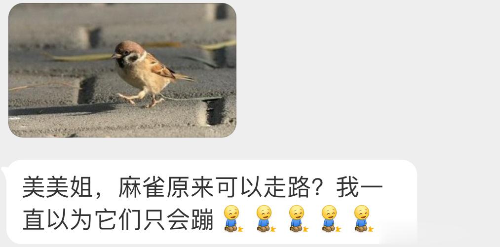 虽然平时一直蹦跶但麻雀确实是会“走路”的只是蹦跳对于身材娇小它们的来说行动更加方