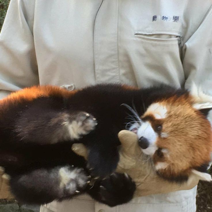 开心小熊猫！ ​​​