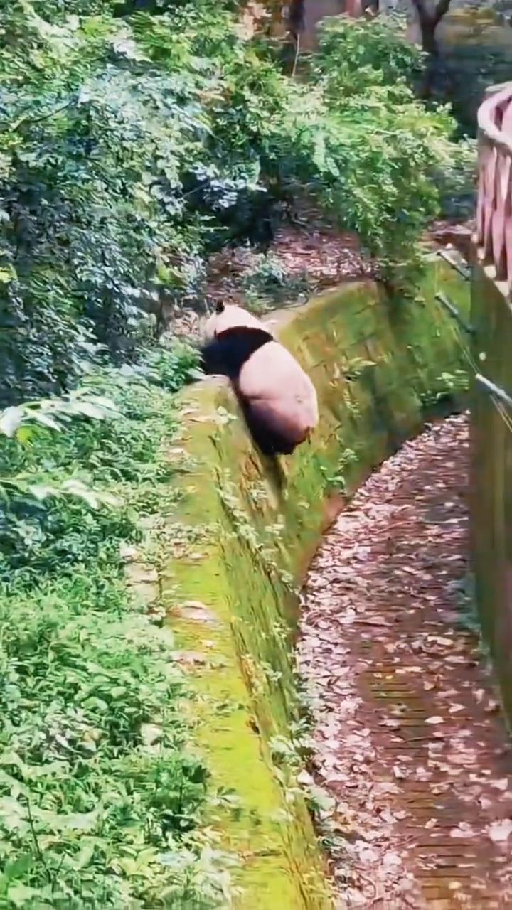 口嘣嘣。
