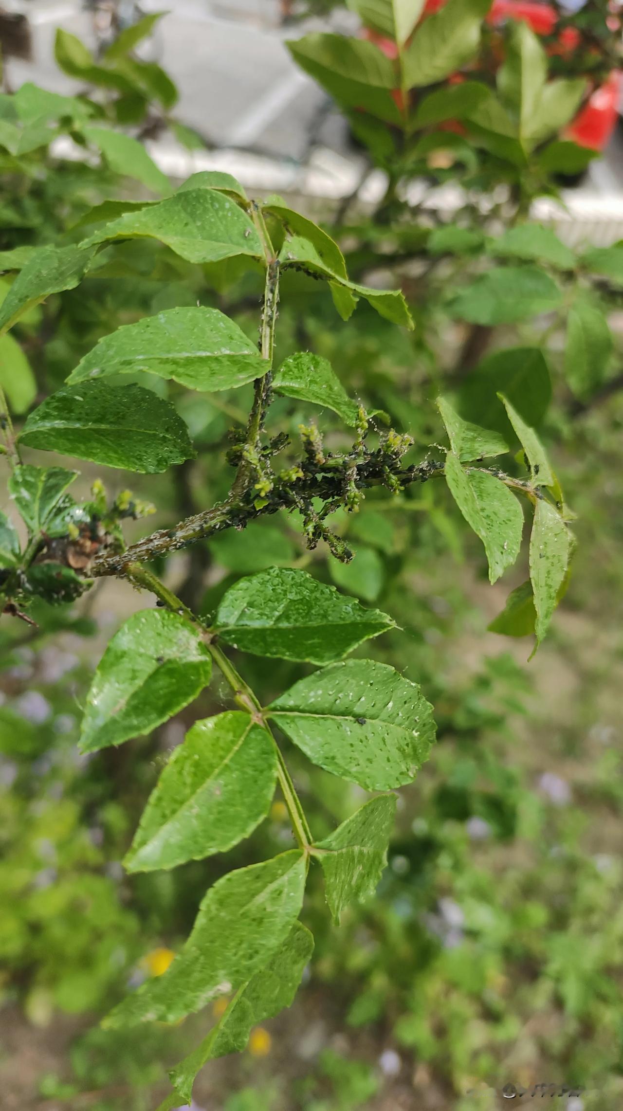自驾旅行记录杏正长