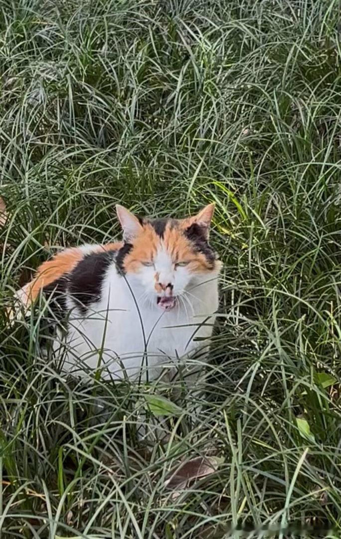 50220【丑猫】在小某书发了这组照片被判定猎奇恶心封禁了七天 