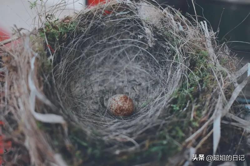 每天惦记我救助的鸟蛋，不知道能不能孵化出小鸟来。
四天前，大鸟飞走后就再也没回来