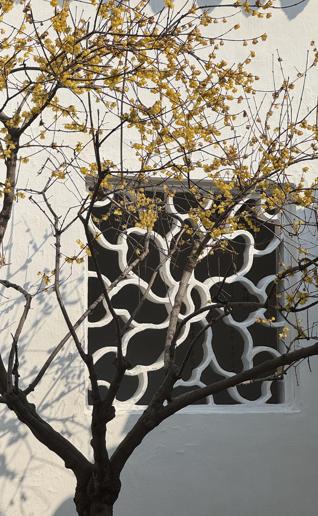 寒中独绽，暗香清绝，傲骨迎霜