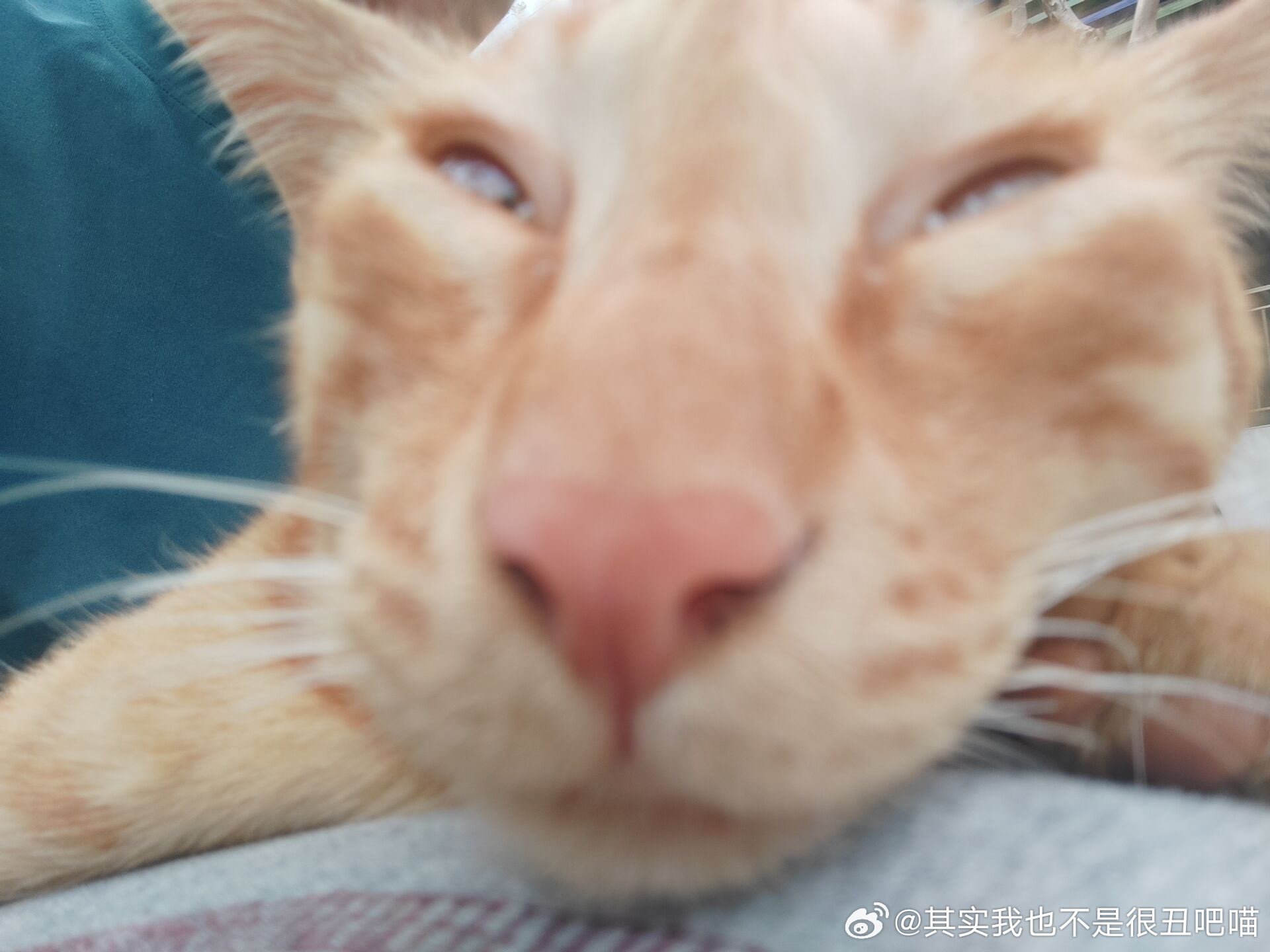 49218【丑猫】想说的都在图里了 