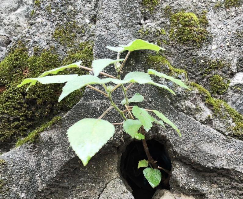 散文‖小草的力量

世间有很多被人忽视的力量，譬如小草的力量。
我们最熟悉最常见