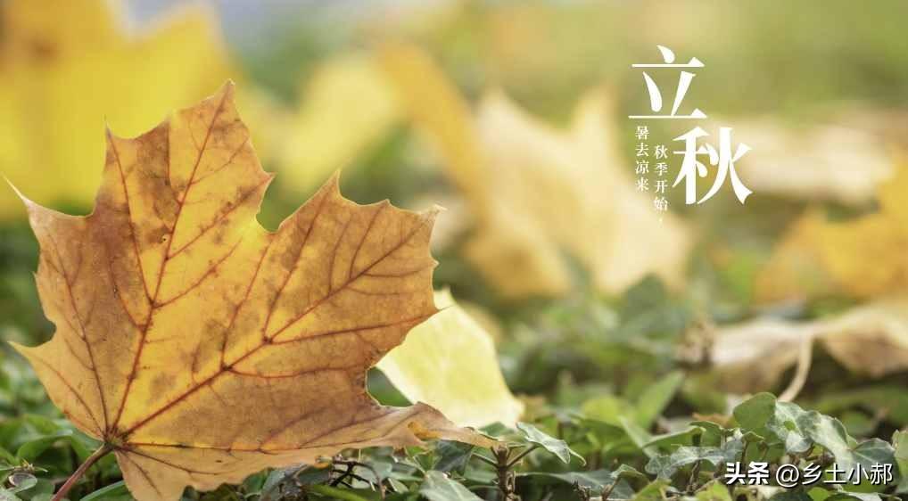 不是迷信！明日秋后第一天，记得：1不出、2不去、3不吃，别大意
 
云淡天高木叶