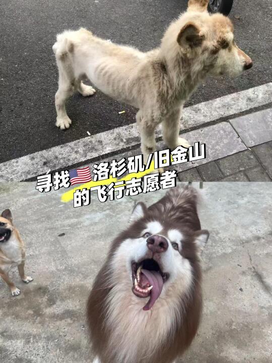 寻找六七八月飞往洛杉矶/旧金山的飞行志愿