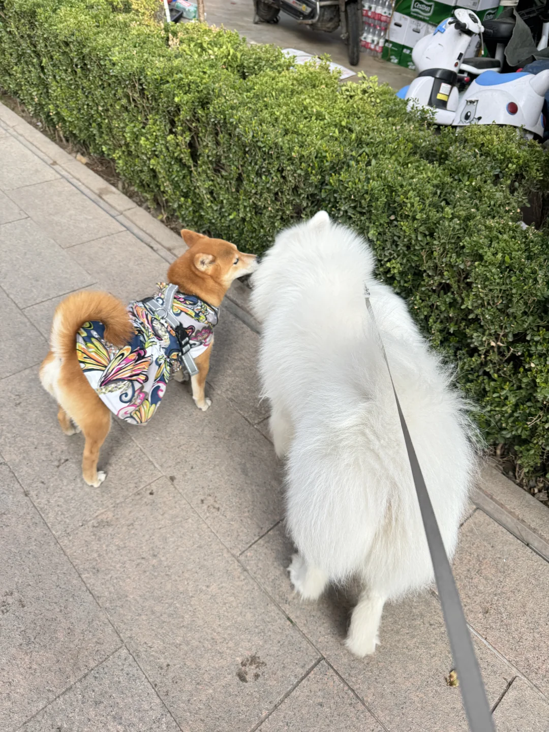 大白馒头和黄油面包