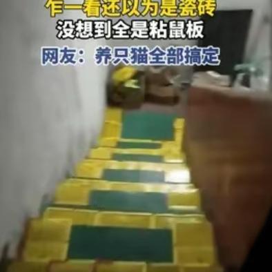 谁能想到，困扰无数家庭的鼠患难题，竟被这位东莞大哥用最简单粗暴的方式轻松拿捏。