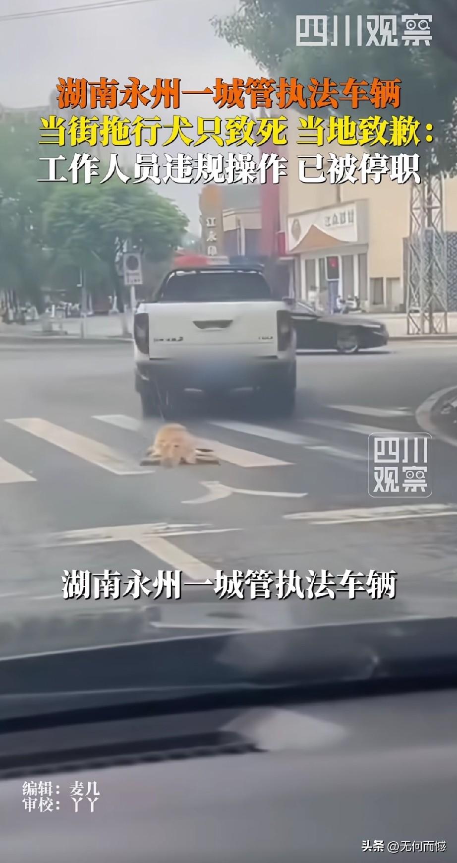 湖南永州城管人员开车拖狗行驶的画面，摧毁了一座城市的文明形象，让人看着非常的不舒