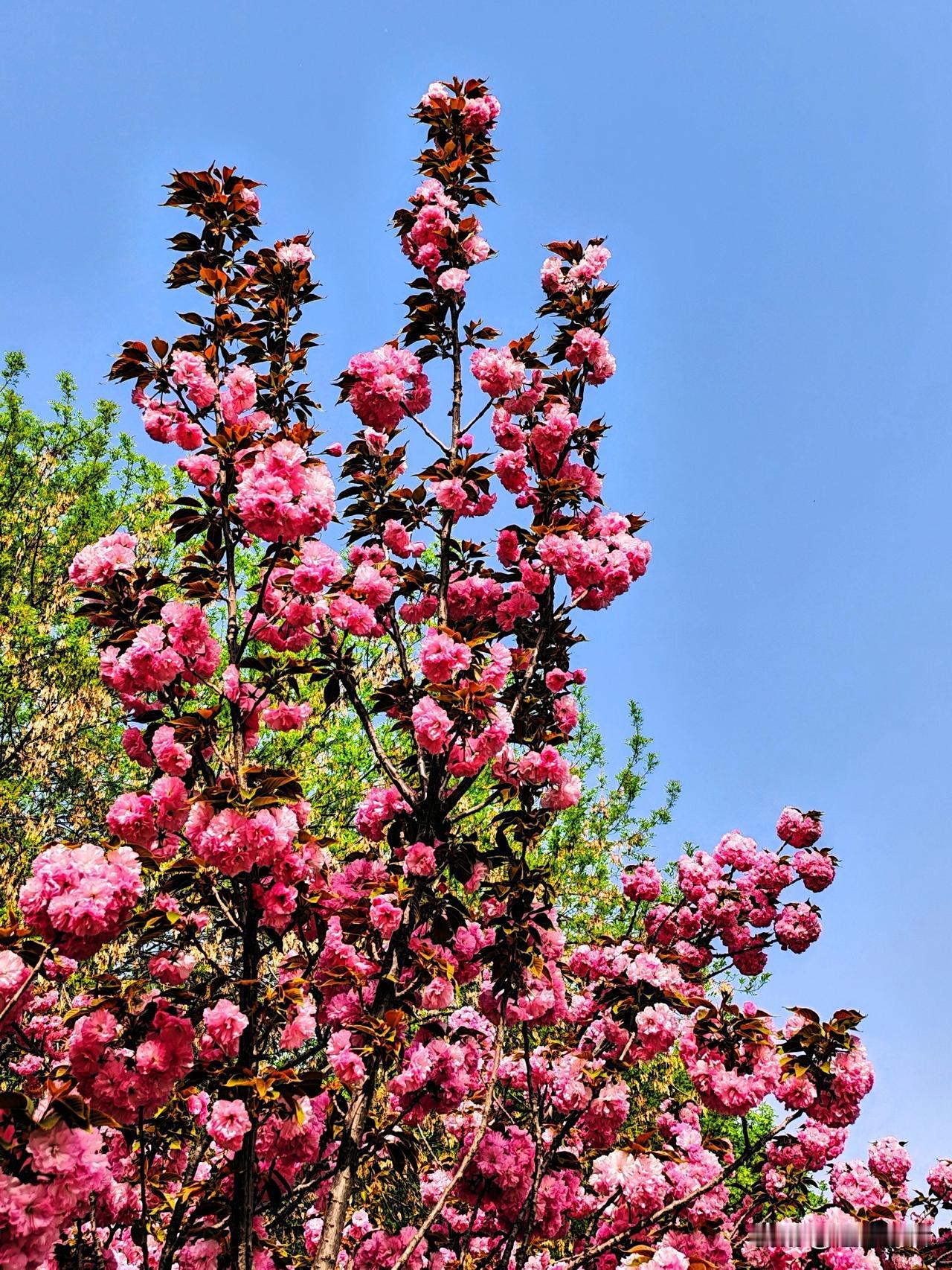春日花开满枝头，芳菲满目映晴空。