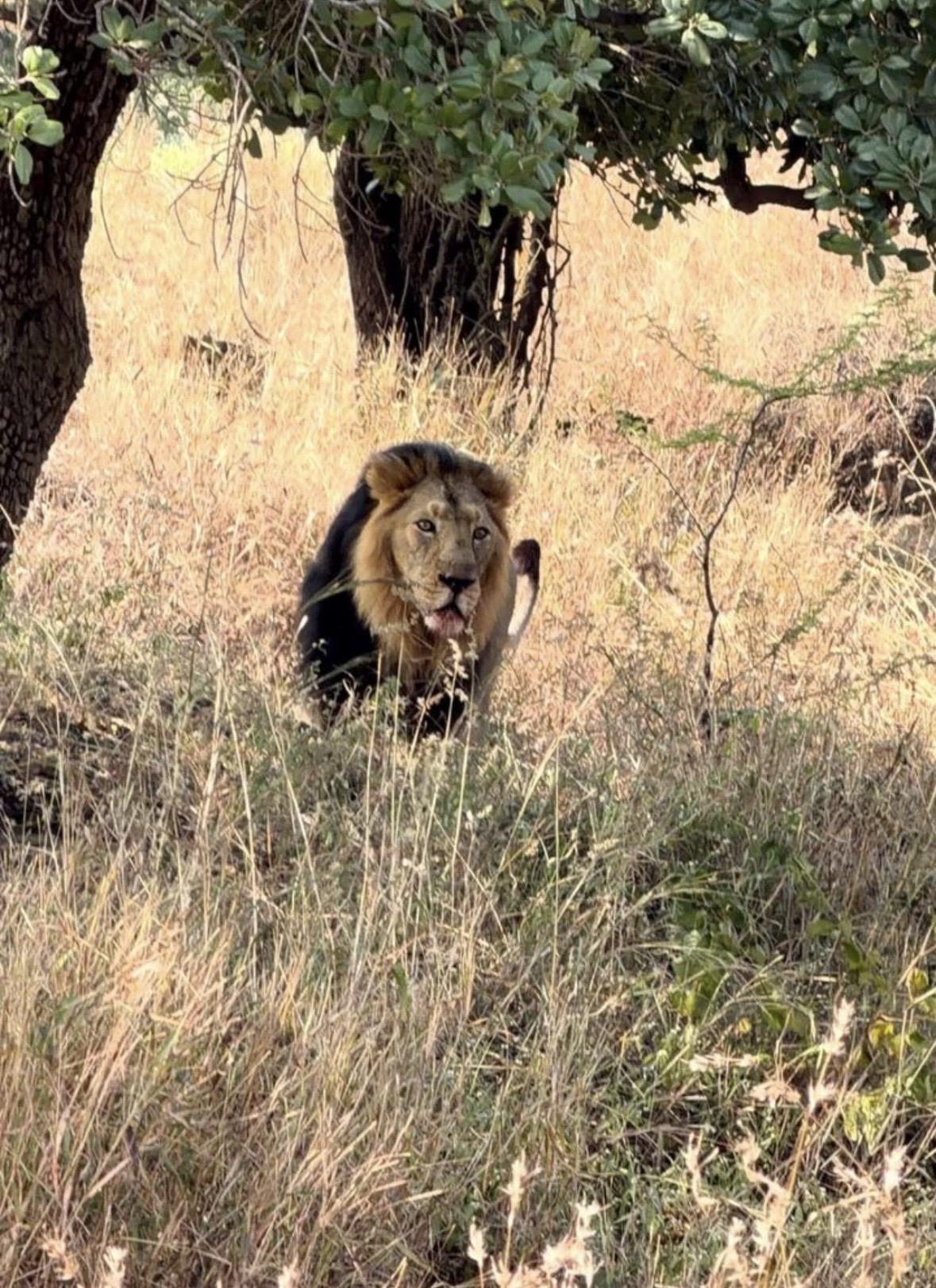 亚洲狮德夫拉杰近况。刚刚吃完饭嘴角还挂着零嘴🦁。鬃毛这么丰富，谁能看...