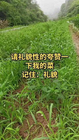 请礼貌性的夸赞一下我的菜，记住：礼貌