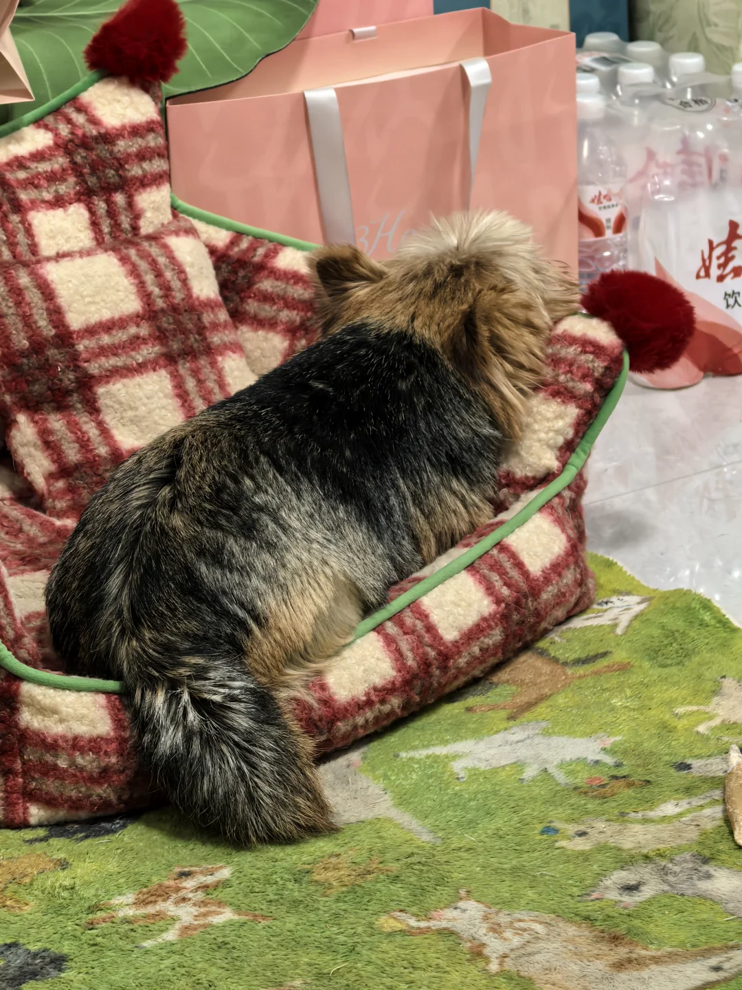 像什么？就是不像狗