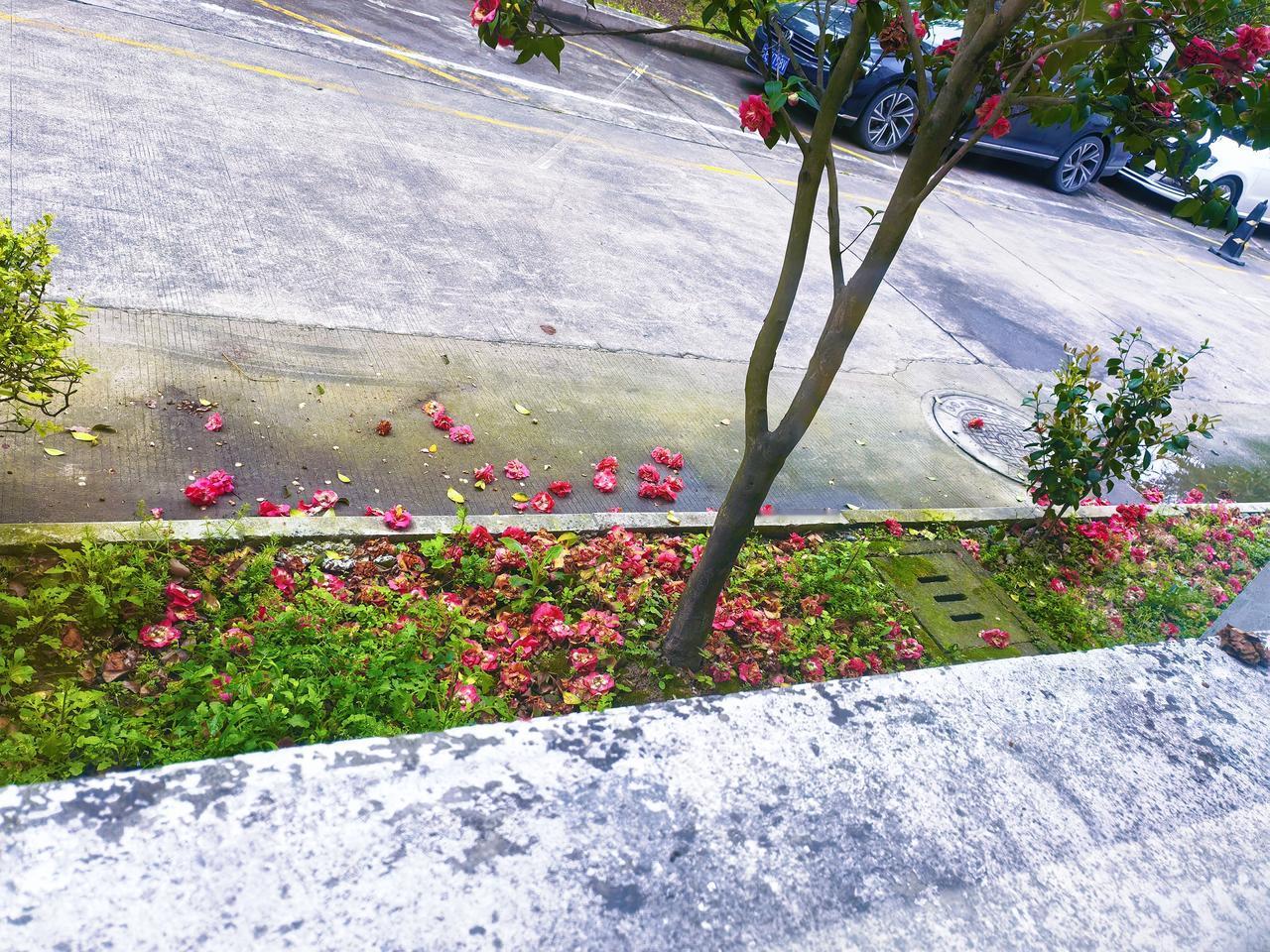 每朵花，
都攥着，
一小捧春光。
风一吹，
就撒了满地。