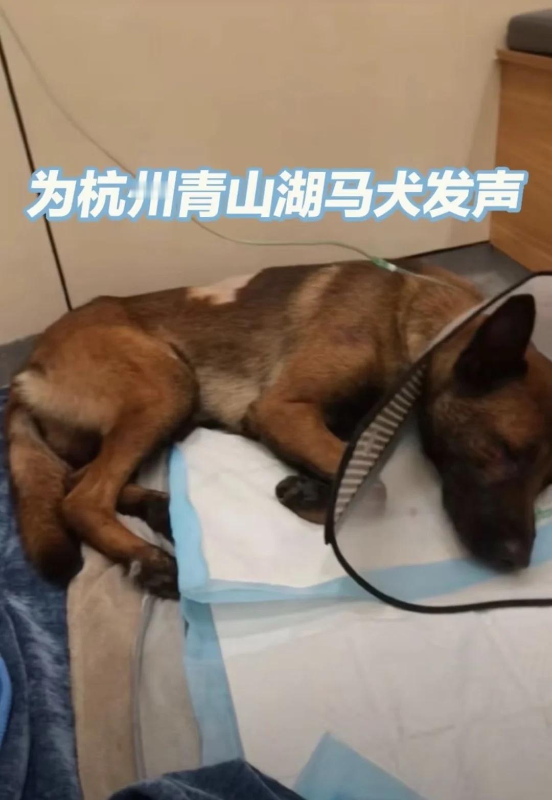 为杭州青山湖马犬（管家）发声！严惩施暴者！
男子虐狗施暴过程长达20多分钟！！！