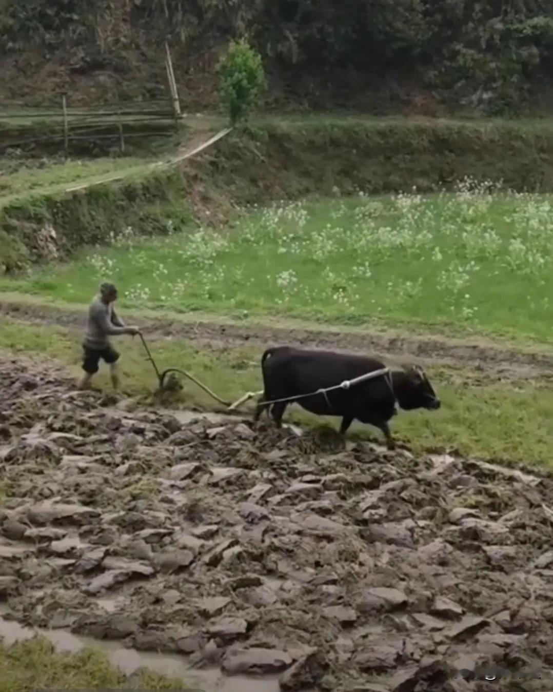 春忙

春雷一声惊大地，
春雨霏霏润万物，
春风和熙生小草，
春分徐来耕田忙。