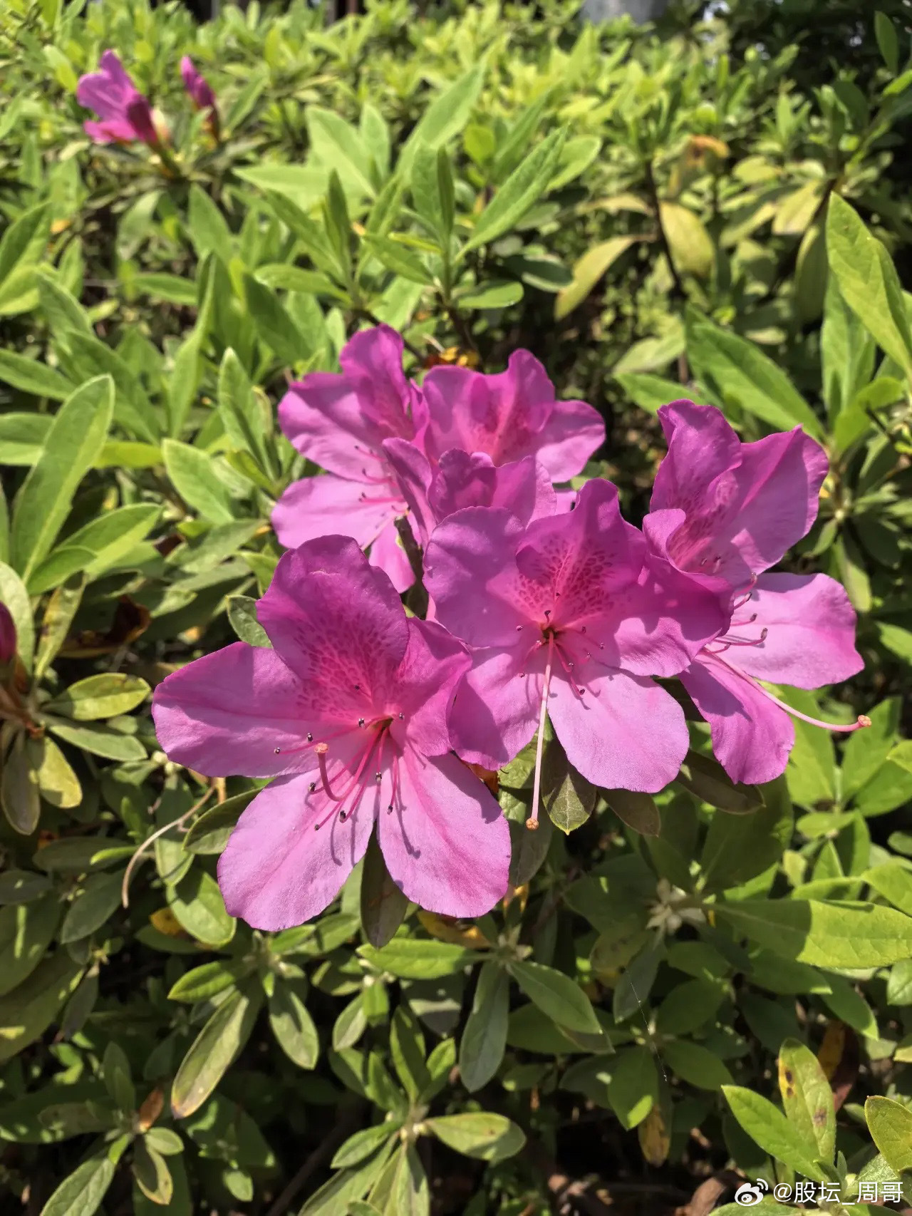 抛开消息面的因素来讲，再来说说关于当前关于其他板块的一些看法：一是期货市场各类化