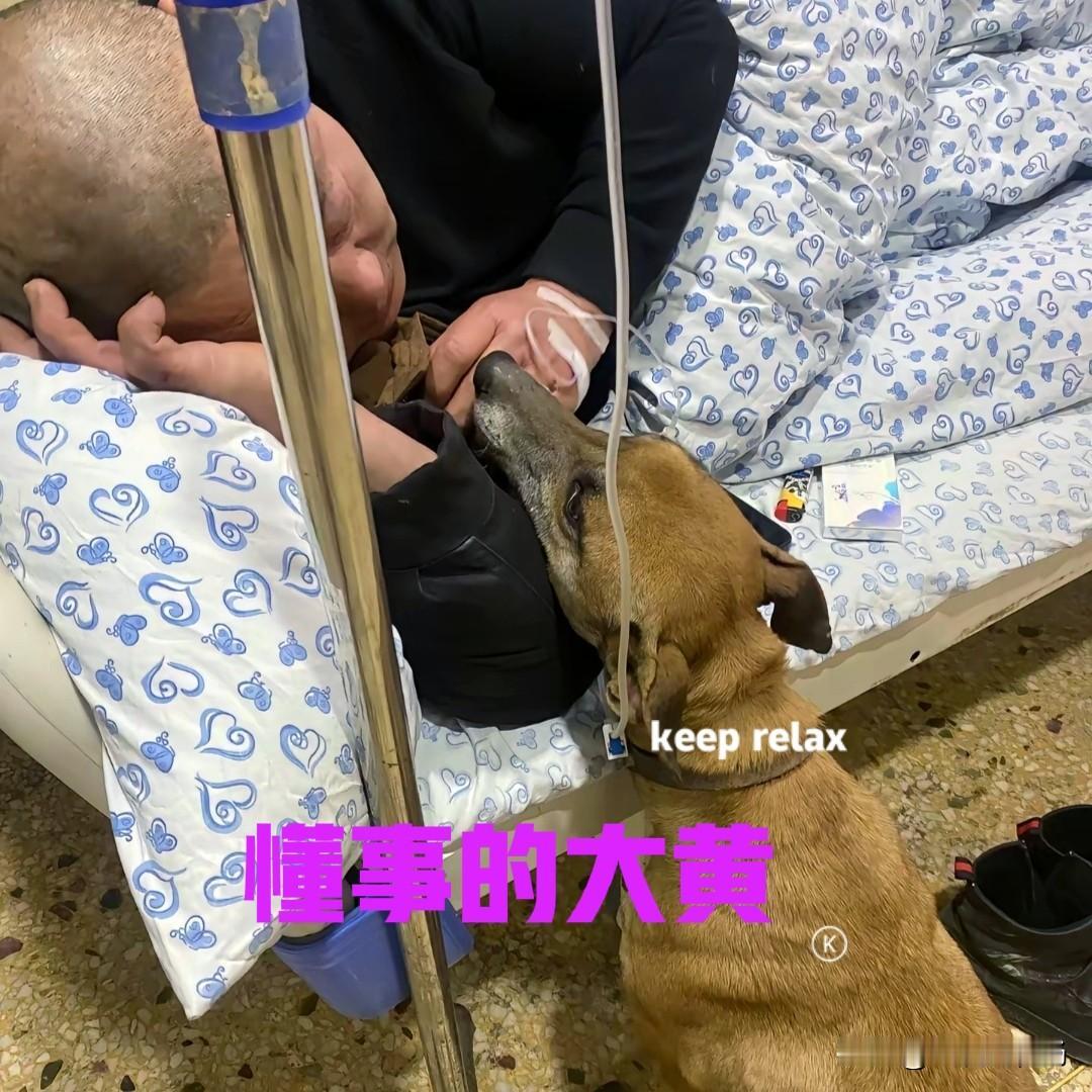 男子身体不舒服，到镇上输液治疗。不知道什么时候，一只大黄狗闯进了医院的住院部。大
