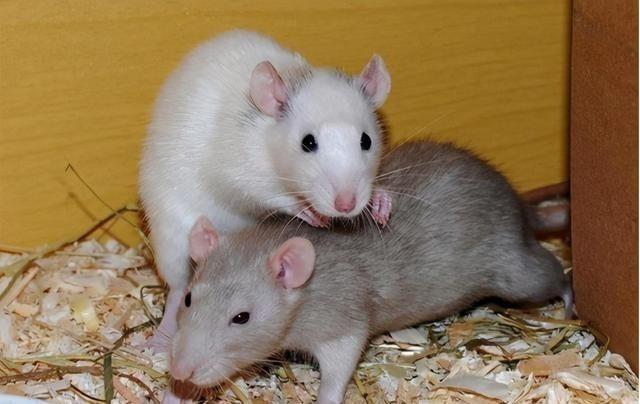 1956年，有科学家将一只公老鼠和几只母老鼠放在了一起，他们发现公鼠会和所有母鼠