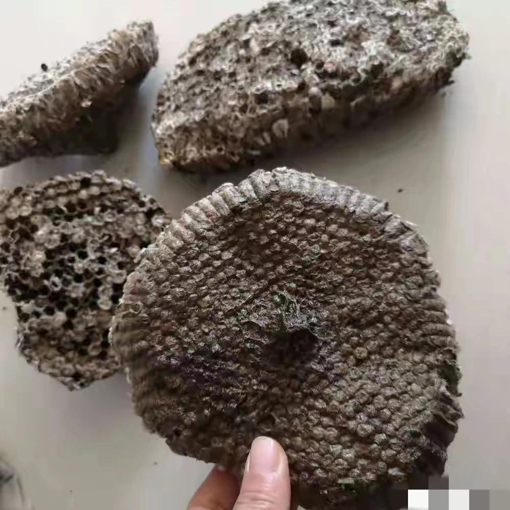 咳嗽老不好？试试这个老中医的奇效药吧！蜂房作为一味中药，竟然对顽固性咳嗽有奇效。