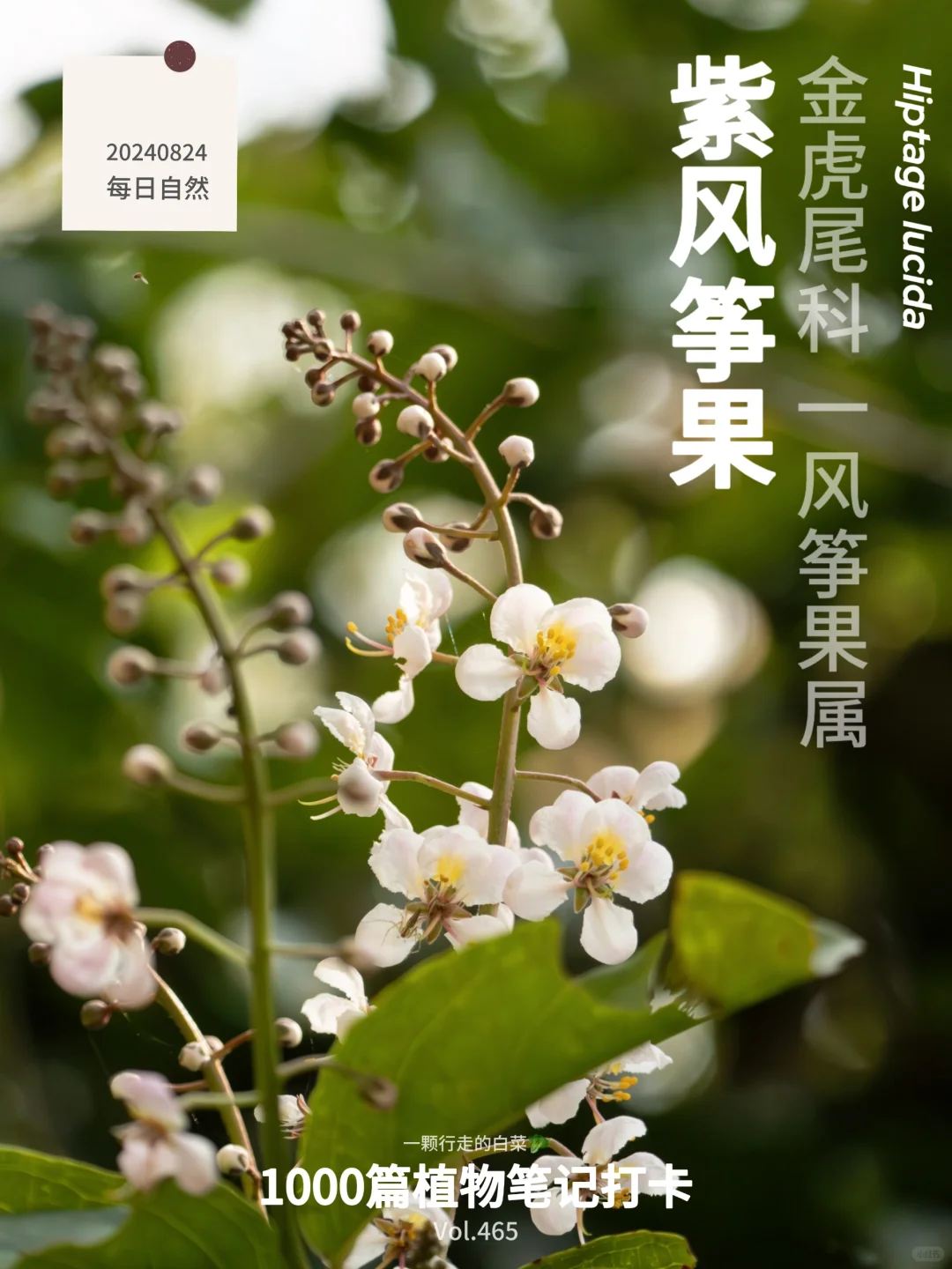 植物笔记465｜自带翅膀的风筝果