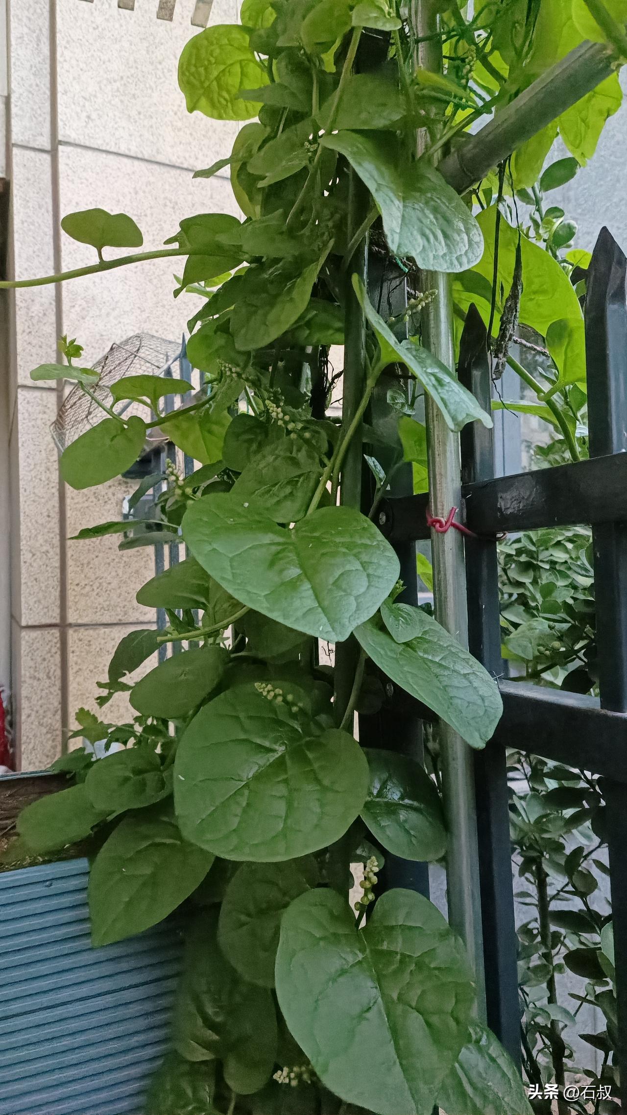 种植最简单、采收期最长、管理最省事，种一次木耳菜再也不用买种！
我一直在找一种好