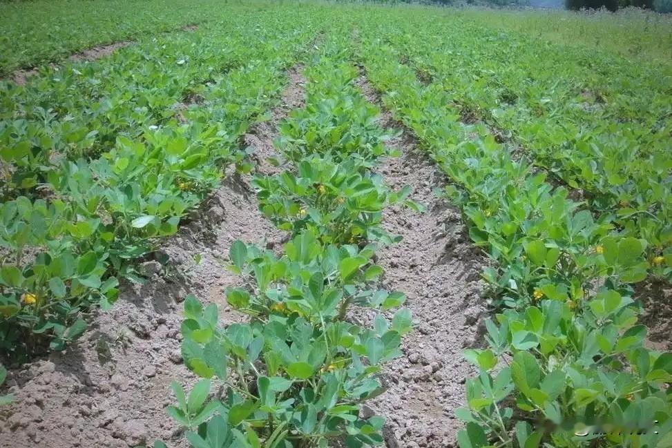 春花生控旺别乱弄！时间对了，结荚才多，荚果更饱
 




为啥咱种春花生，有的