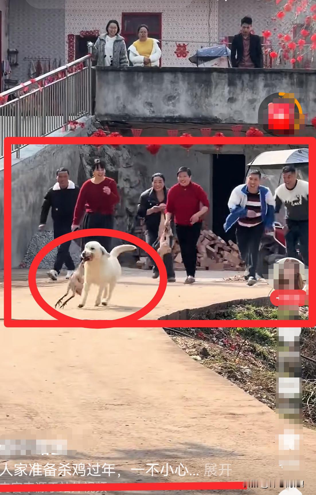 春假第2天｜6个大人与1条狗1只鸡的欢乐除夕！
       2个女的正在杀鸡去