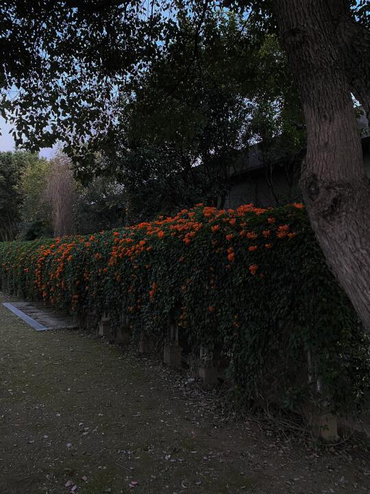 福州炮仗花隧道！这里居然都没人📷