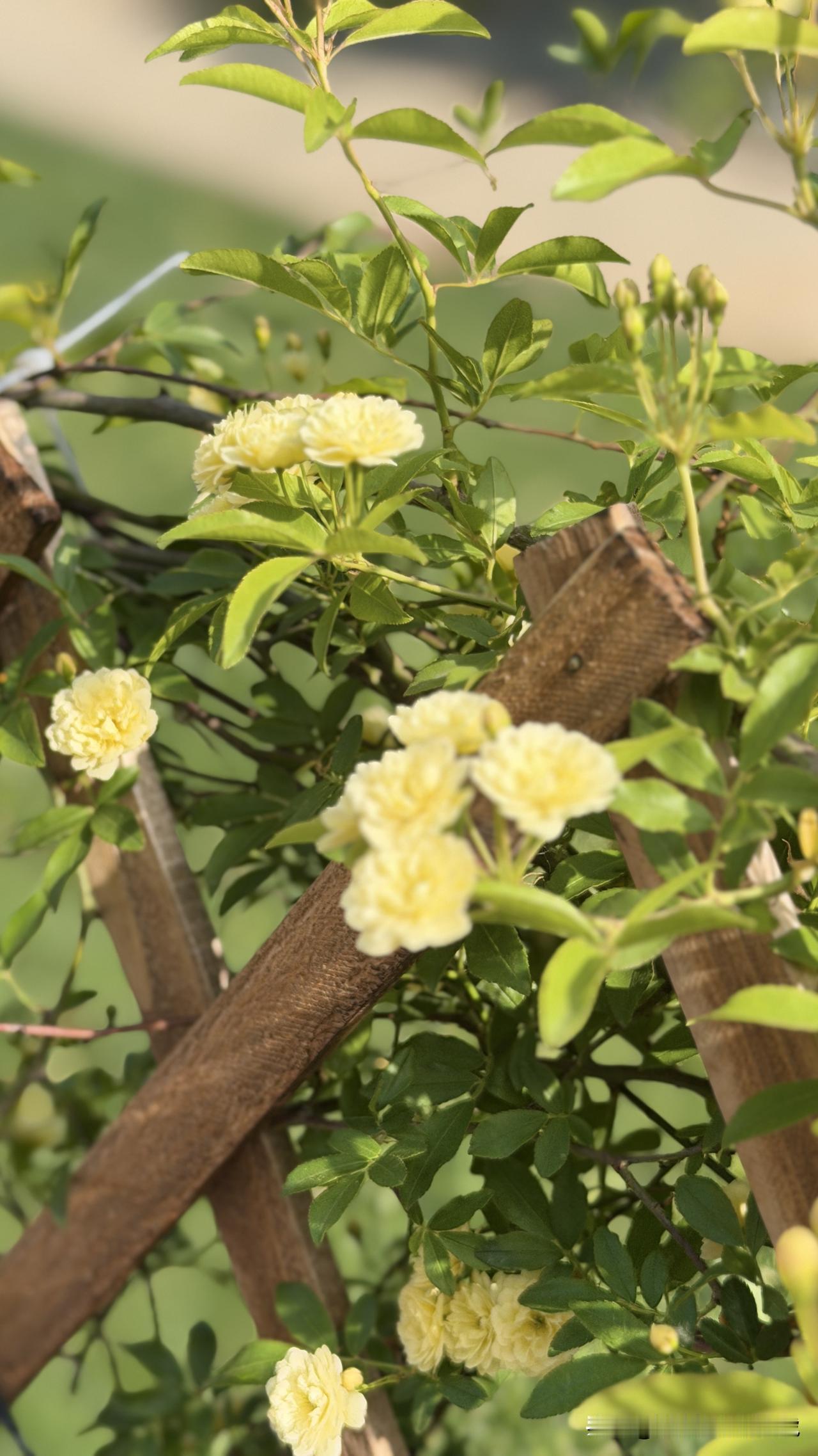 春风里，花园的黄木香如约盛放。鹅黄花瓣层层叠叠，像揉碎的暖阳缀在枝头，簇拥成温柔