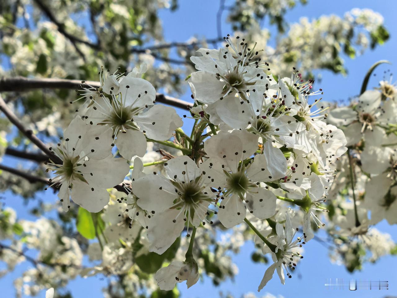 满庭芳·春园雅聚
 
柳拂晴光，梨堆雪浪，一园春色融融。
柴烟起处，香气漫篱东。