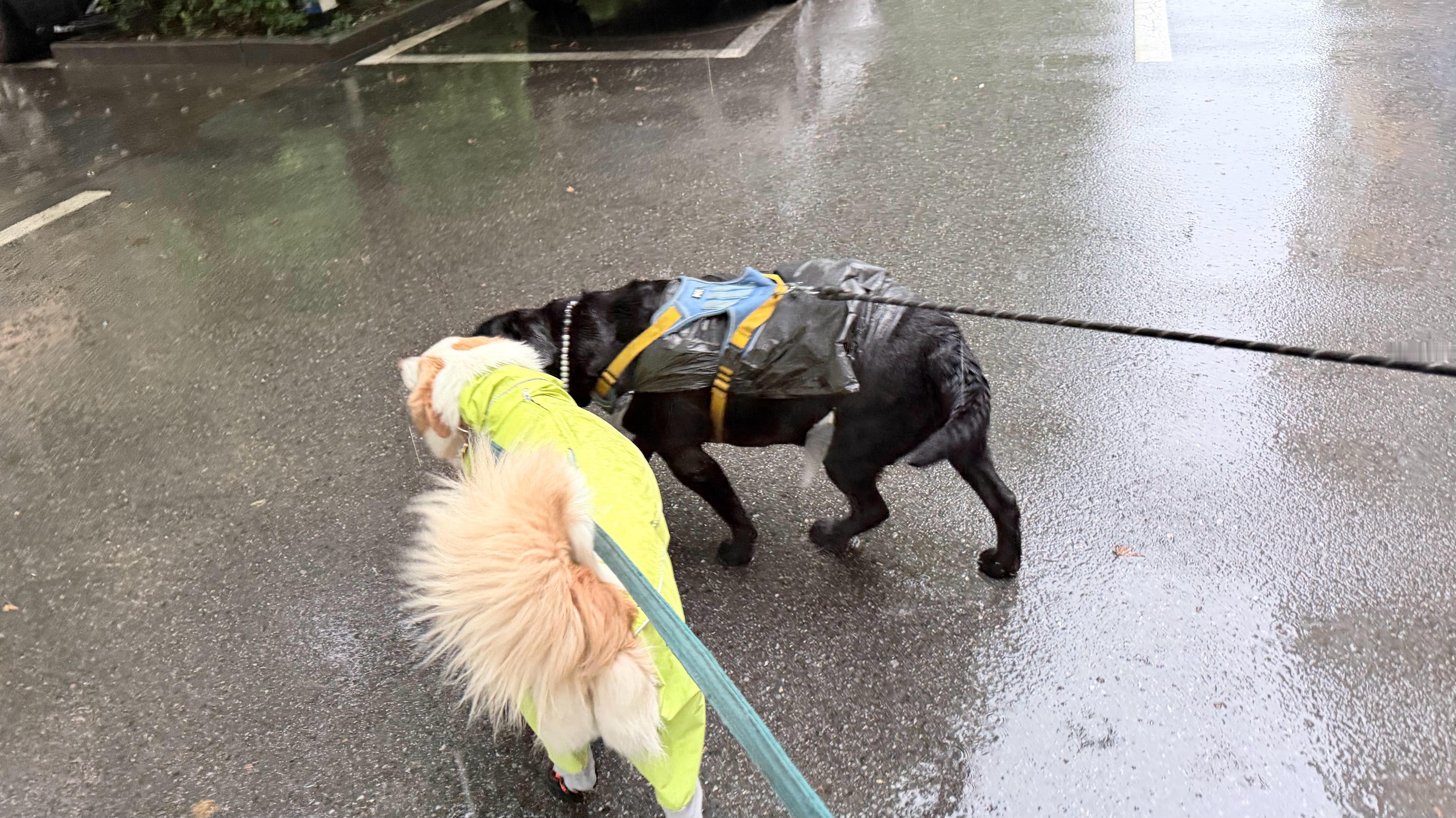 北京细水长流下成暴雨又到雨季，毛孩子们上厕所难 狗狗是靠气味找地方拉的，雨把味道