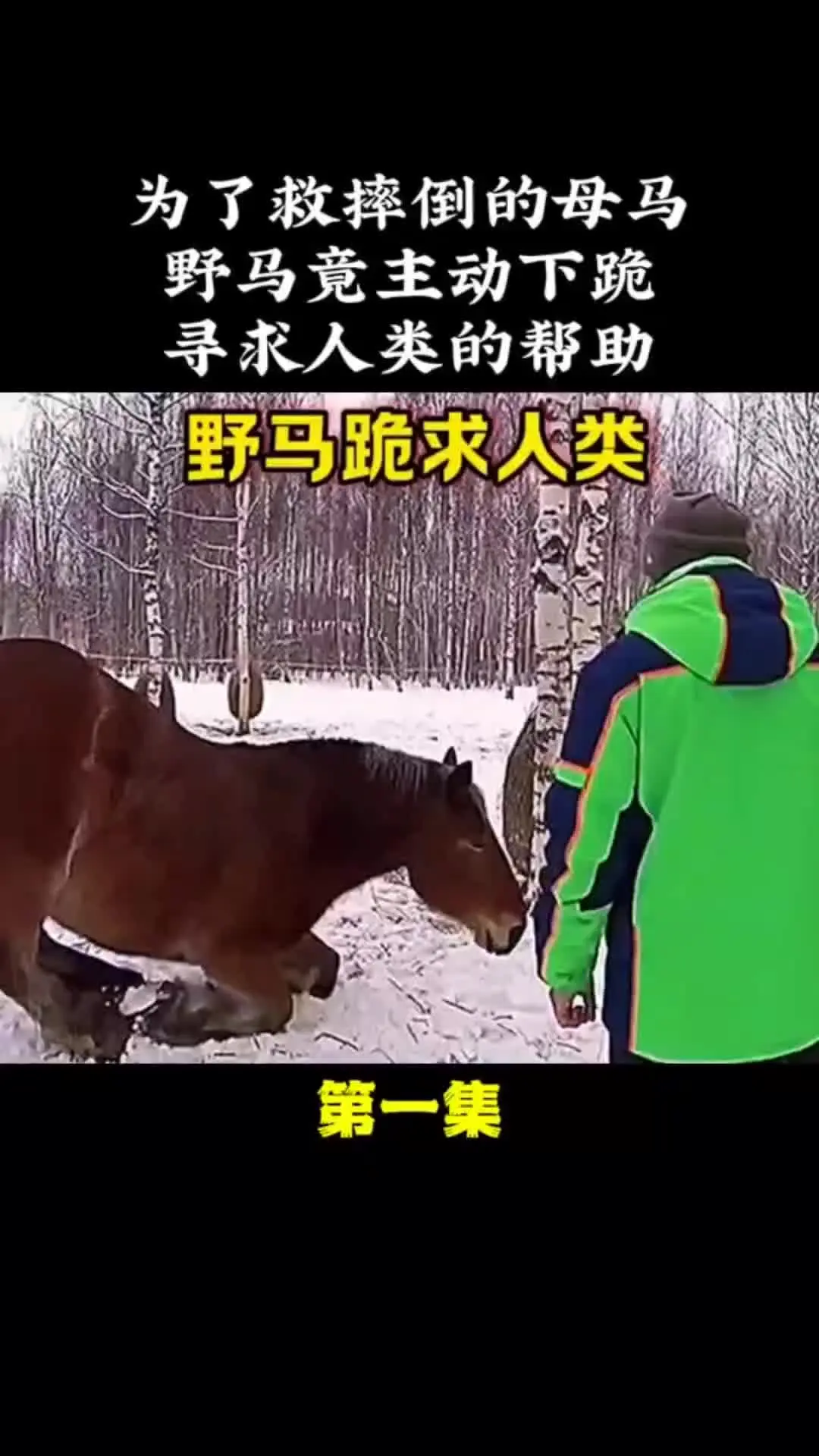 动物世界 动物的迷惑行为 万物皆有灵性 内容启发搜索 动物解说