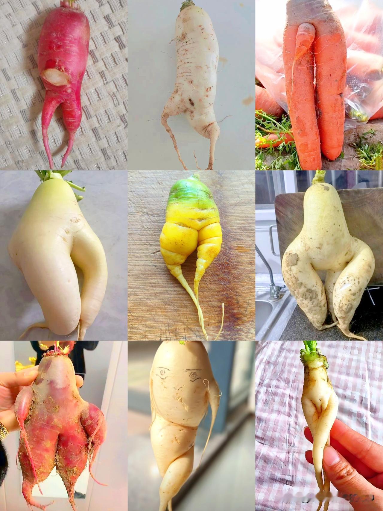 这个世界到底怎么了?!
番茄、青菜、黄瓜、大白菜
如今，萝卜又上场了...