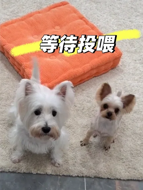 等待投喂的小狗🐶